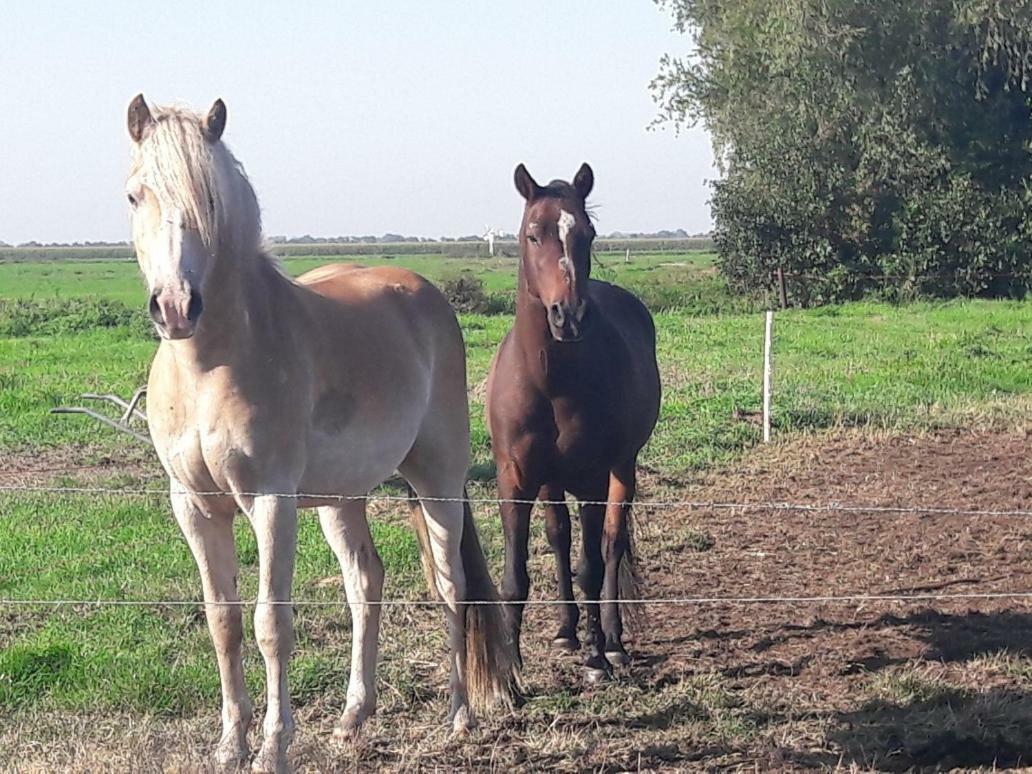 Bedstay41 Oudewater ภายนอก รูปภาพ